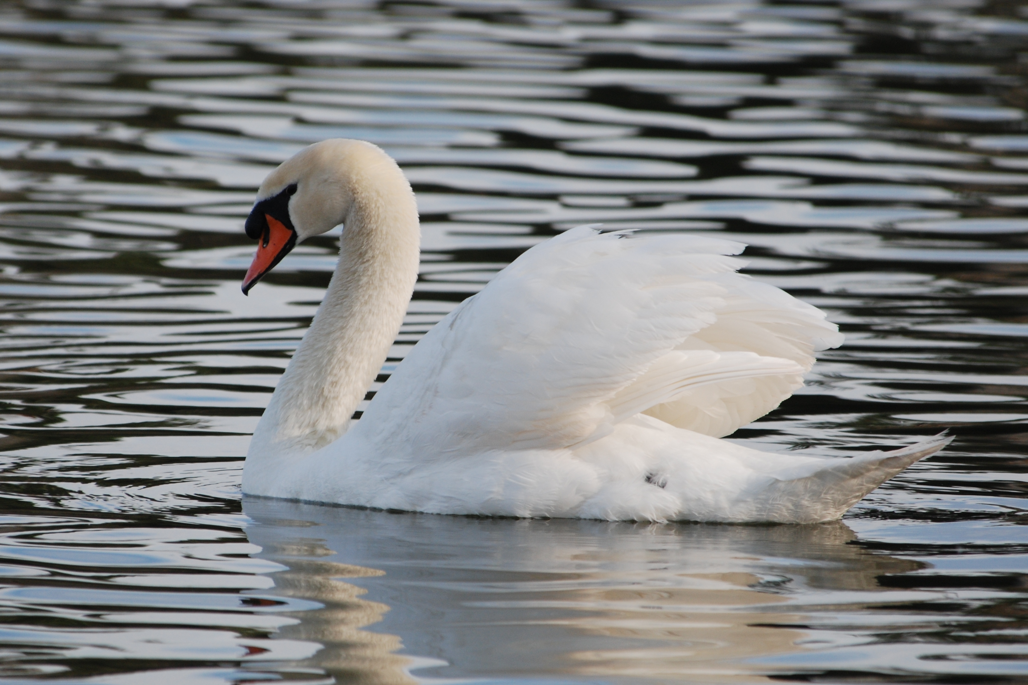 Lake Mary Property Management